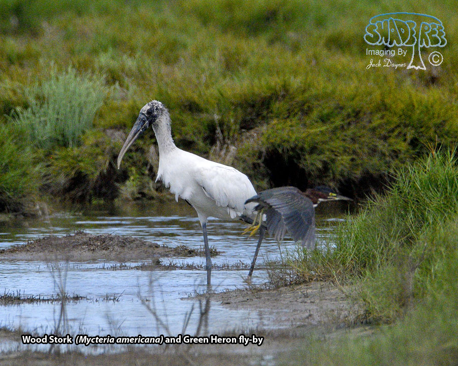 Wood Stork - Mycteria americana