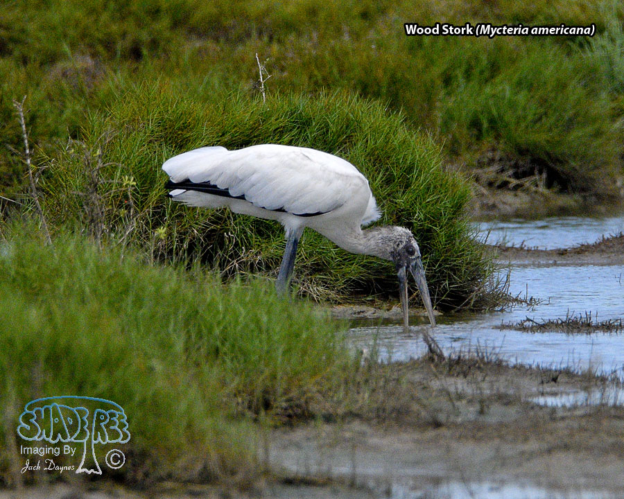 Wood Stork - Mycteria americana