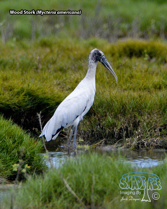 Wood Stork - Mycteria americana