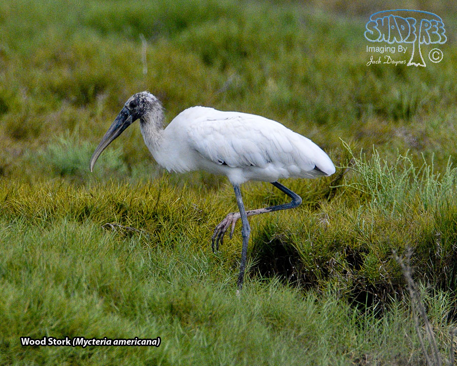 Wood Stork - Mycteria americana