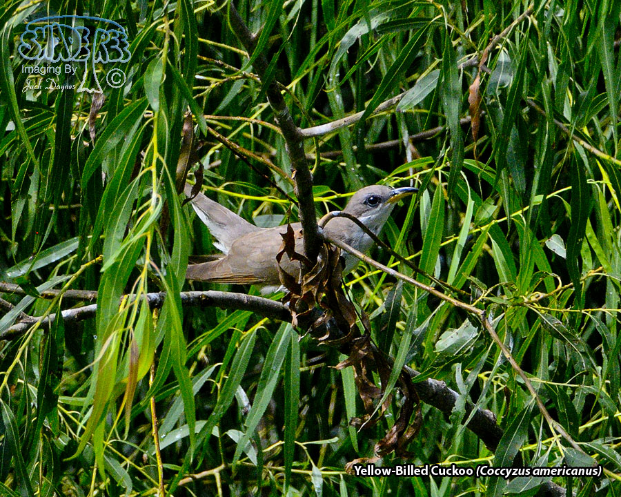 Yellow-Billed Cuckoo - Coccyzus americanus