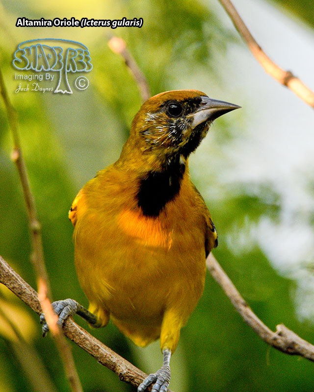 Altamira Oriole - Icterus gularis