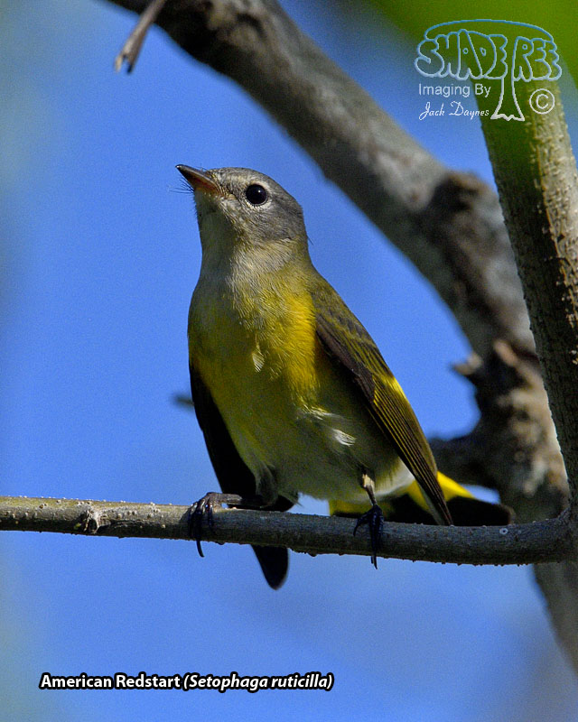 American Redstart - Setophaga ruticilla