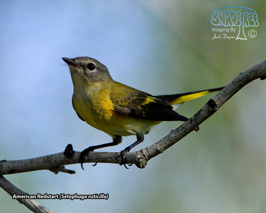 American Redstart - Setophaga ruticilla