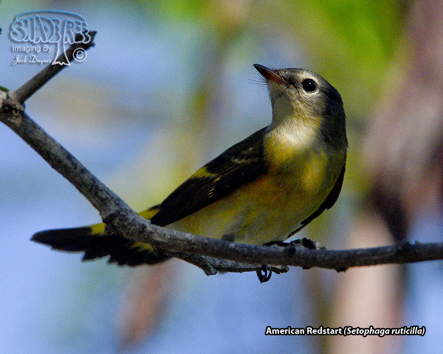 American Redstart - Setophaga ruticilla
