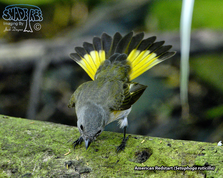 American Redstart - Setophaga ruticilla