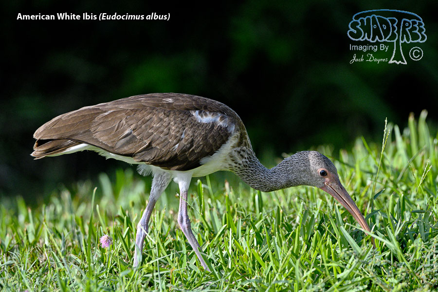 American White Ibis - Eudocimus albus