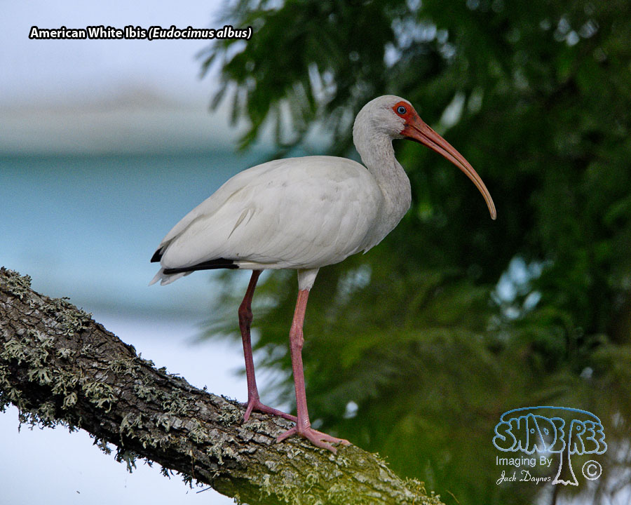 American White Ibis - Eudocimus albus