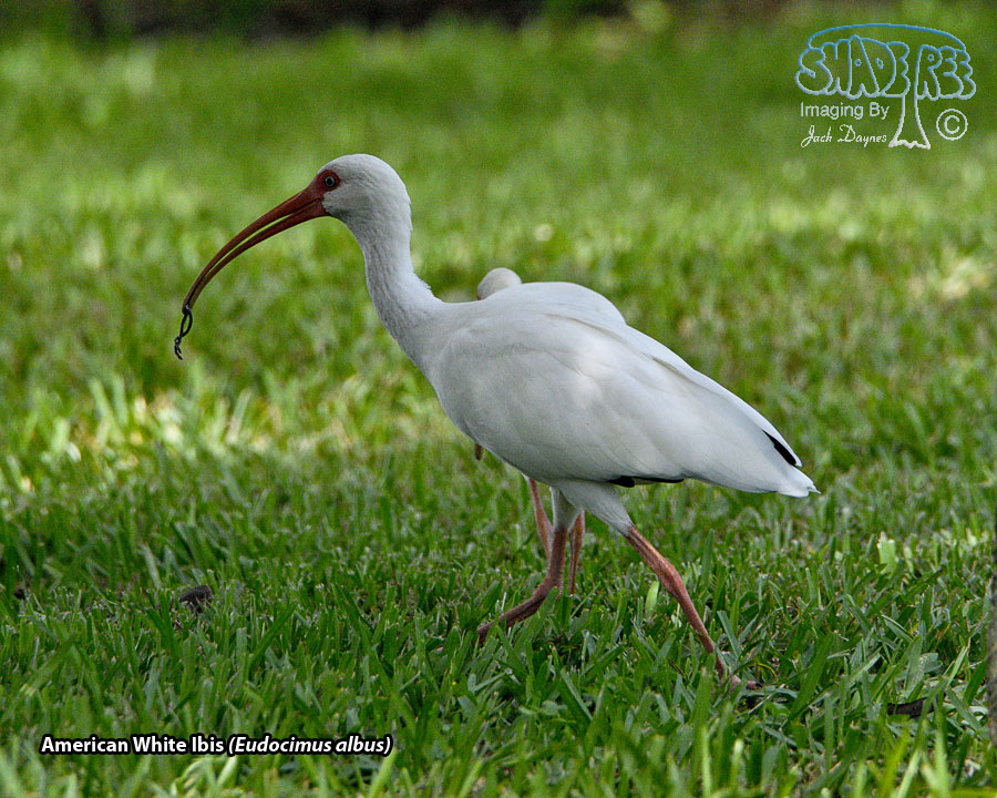 American White Ibis - Eudocimus albus