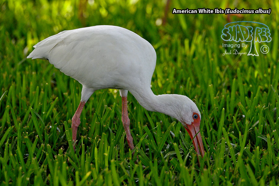 American White Ibis - Eudocimus albus