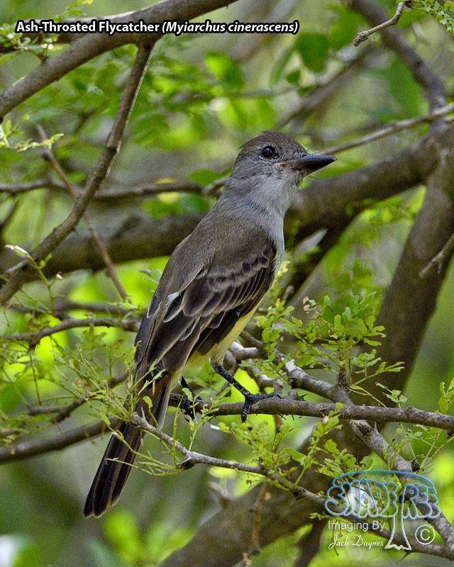 Ash-Throated Flycatcher - Myiarchus cinerascens