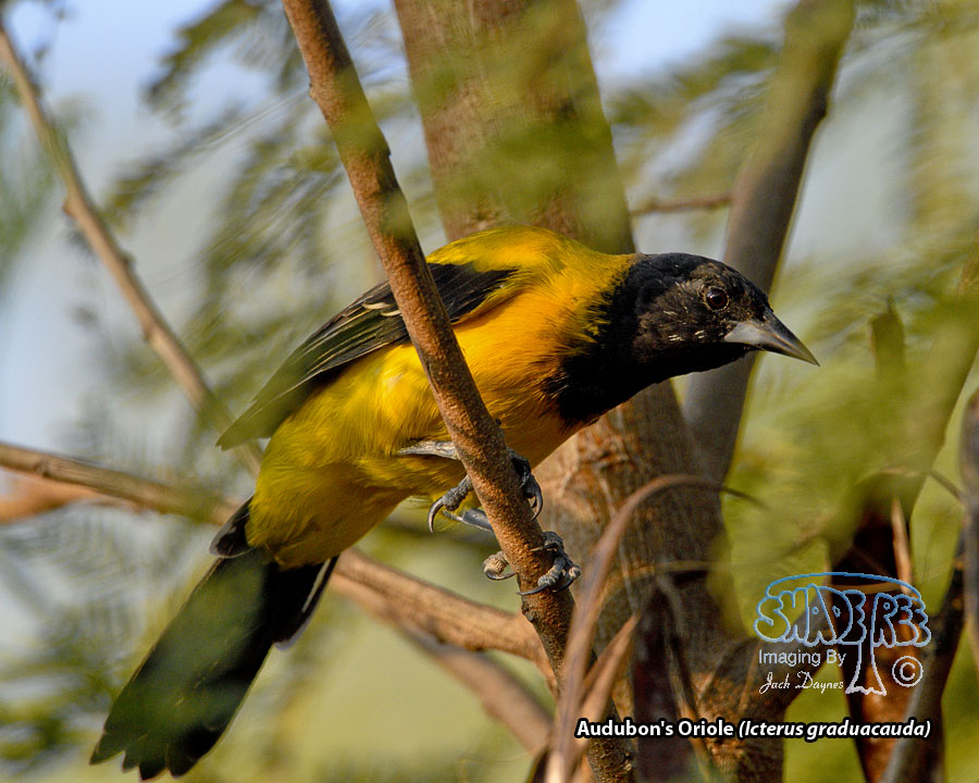 Audubon's Oriole - Icterus graduacauda