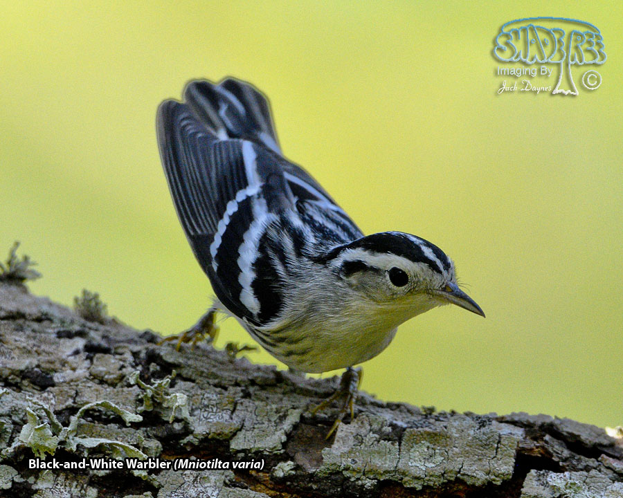 Black-and-White Warbler - Mniotilta varia
