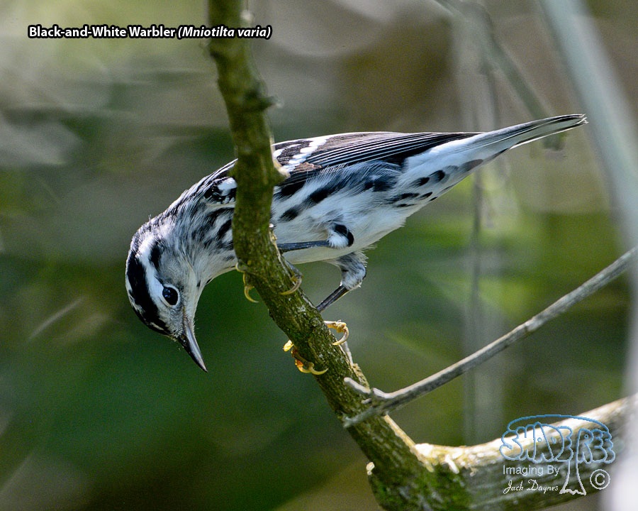 Black-and-White Warbler - Mniotilta varia