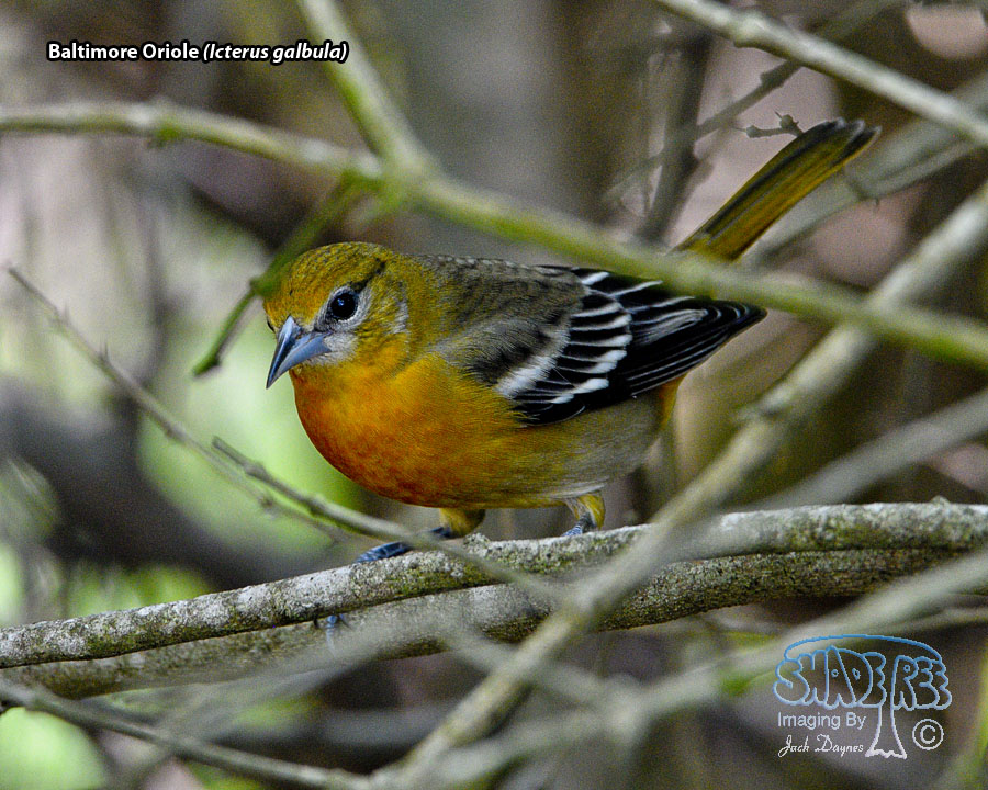 Baltimore Oriole - Icterus galbula
