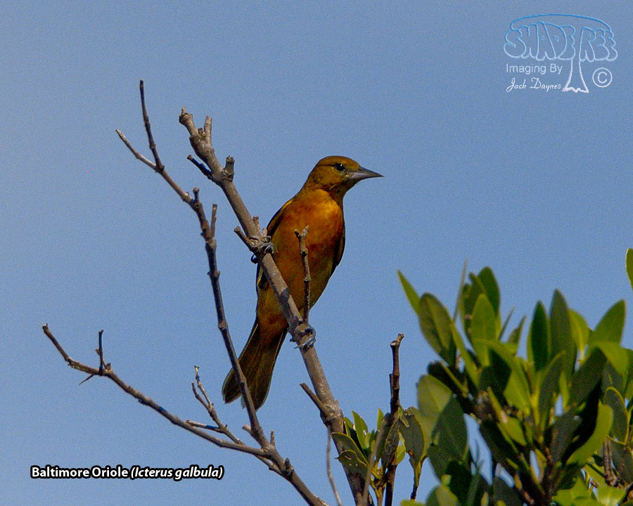 Baltimore Oriole - Icterus galbula