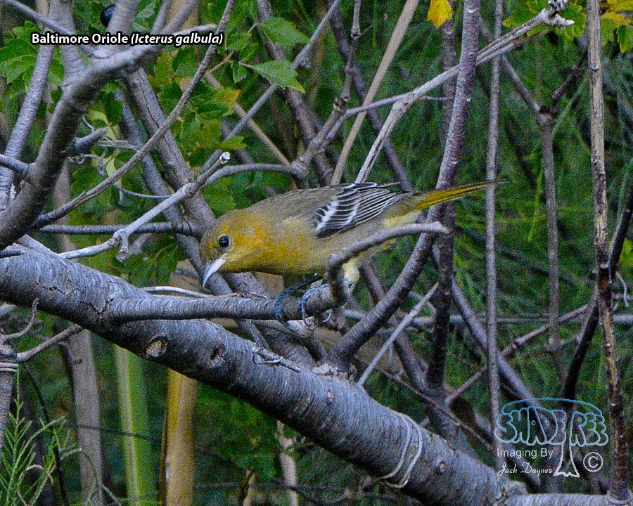 Baltimore Oriole - Icterus galbula