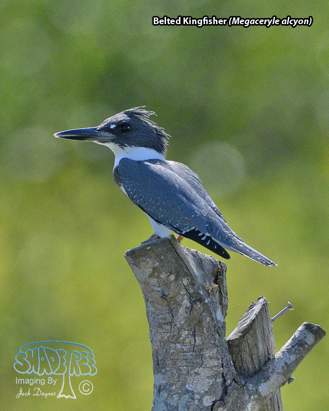 Belted Kingfisher - Megaceryle alcyon