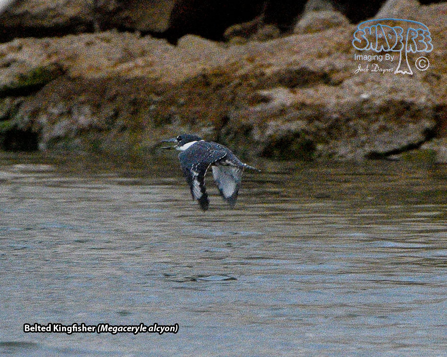 Belted Kingfisher - Megaceryle alcyon