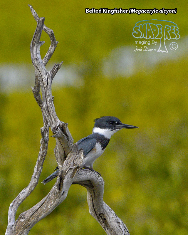 Belted Kingfisher - Megaceryle alcyon