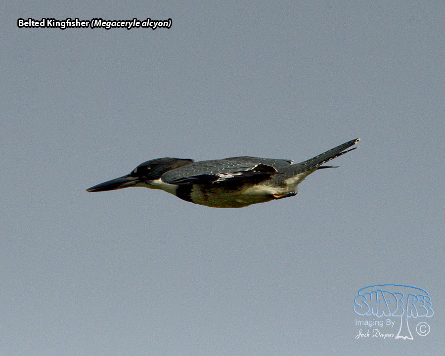 Belted Kingfisher - Megaceryle alcyon