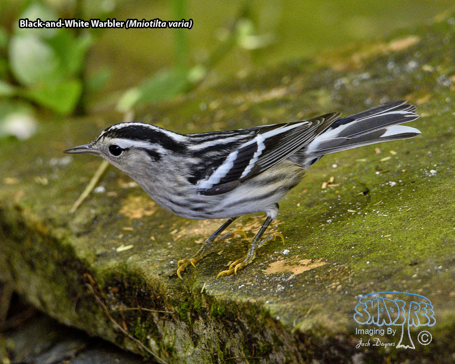 Black-and-White Warbler - Mniotilta varia