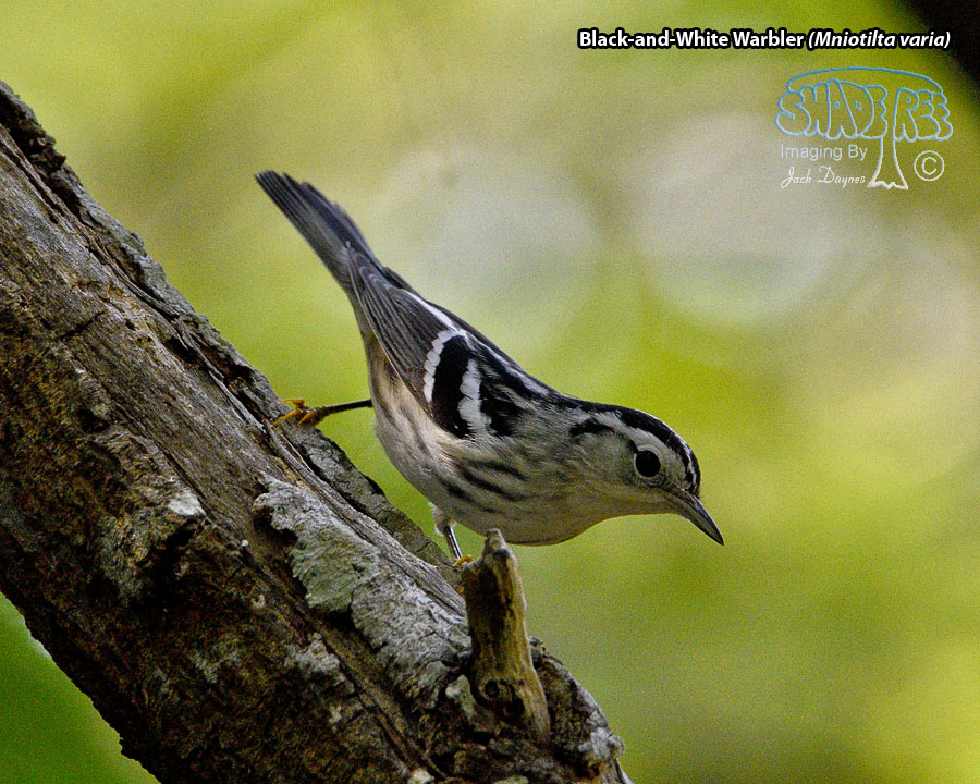 Black-and-White Warbler - Mniotilta varia