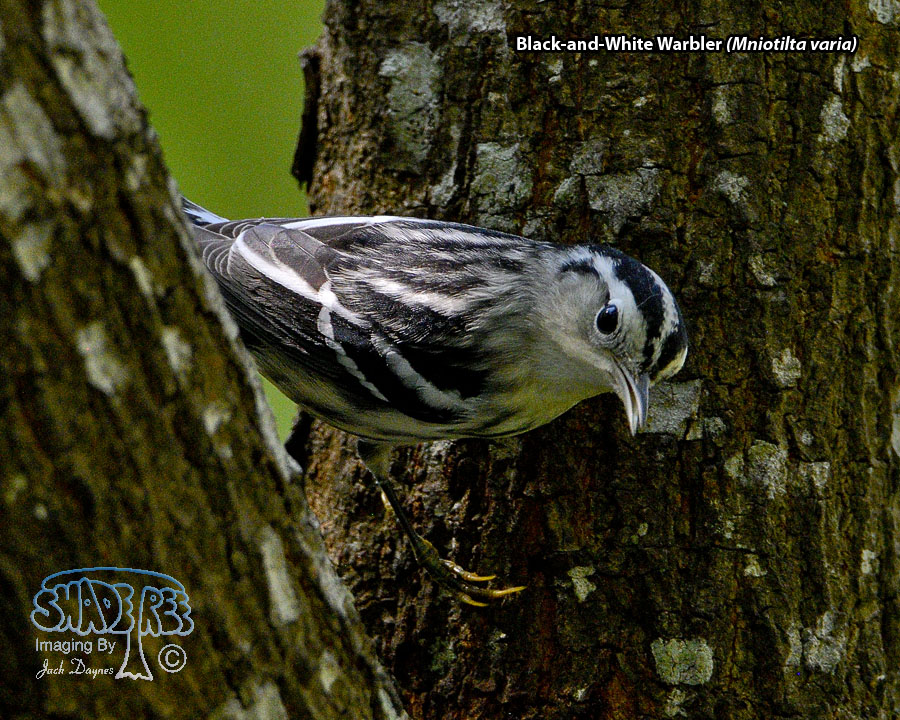 Black-and-White Warbler - Mniotilta varia