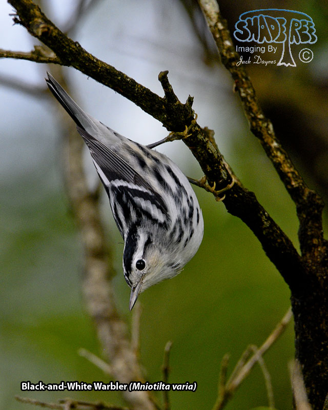 Black-and-White Warbler - Mniotilta varia
