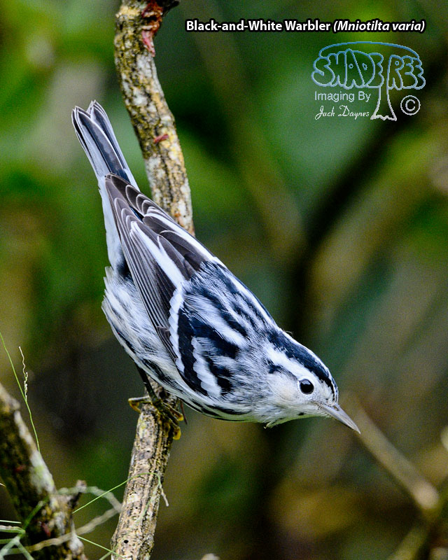 Black-and-White Warbler - Mniotilta varia