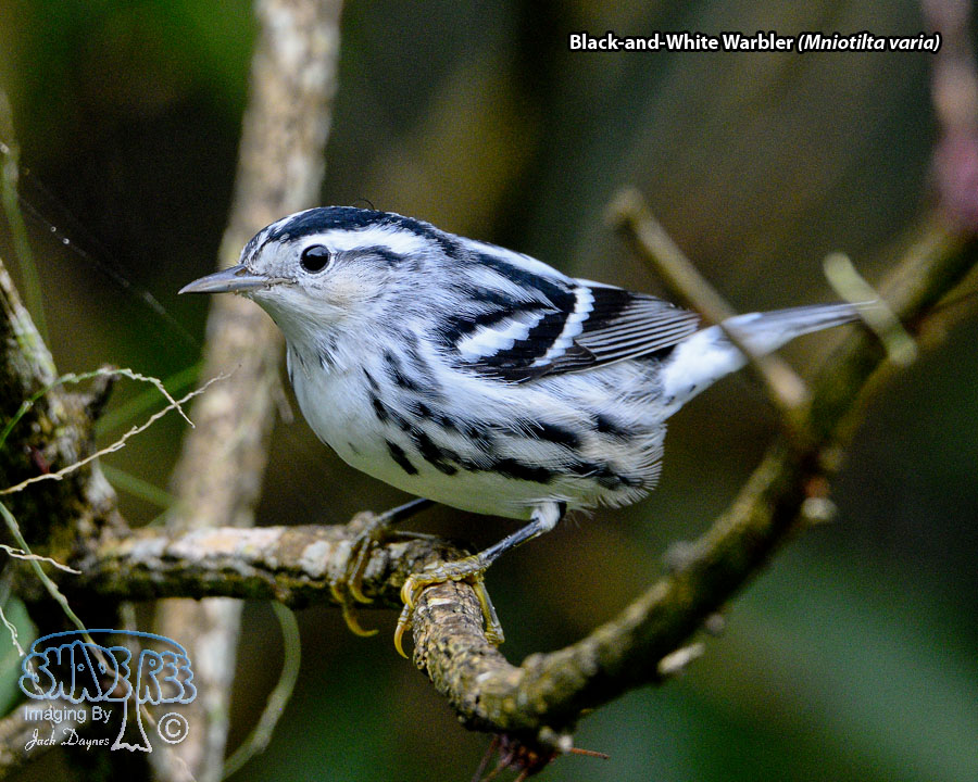 Black-and-White Warbler - Mniotilta varia