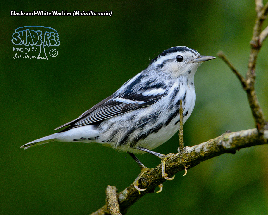 Black-and-White Warbler - Mniotilta varia