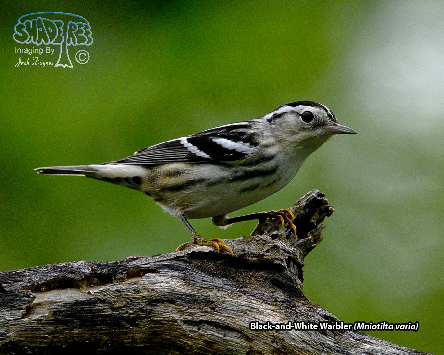 Black-and-White Warbler - Mniotilta varia