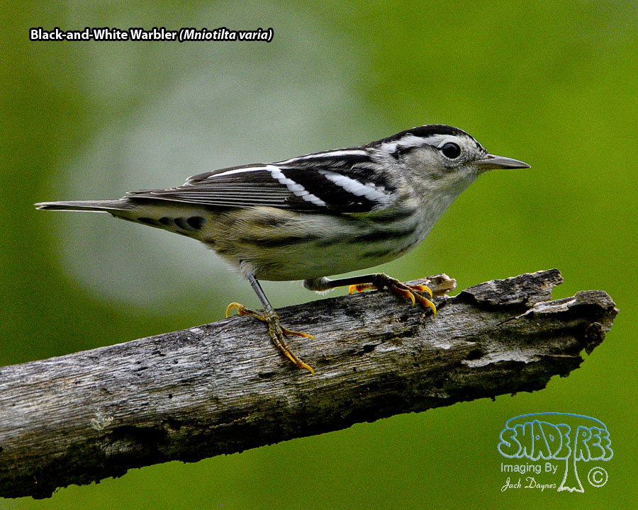 Black-and-White Warbler - Mniotilta varia