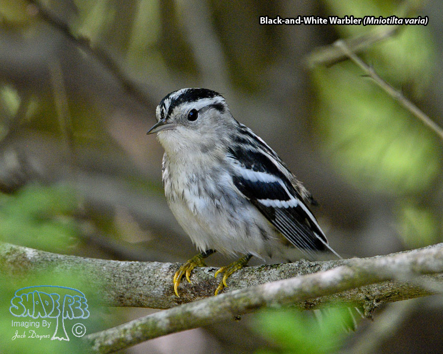 Black-and-White Warbler - Mniotilta varia