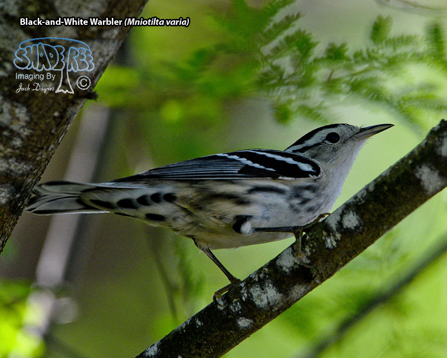 Black-and-White Warbler - Mniotilta varia