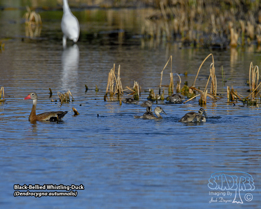 Black-Bellied Whistling-Duck - Dendrocygna autumnalis