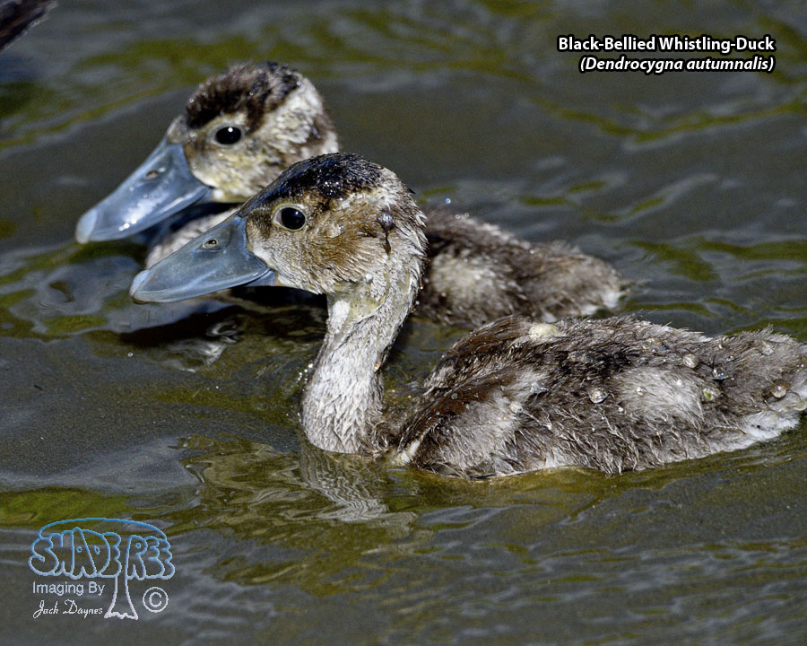 Black-Bellied Whistling-Duck - Dendrocygna autumnalis