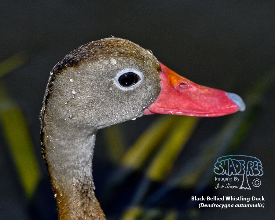 Black-Bellied Whistling-Duck - Dendrocygna autumnalis