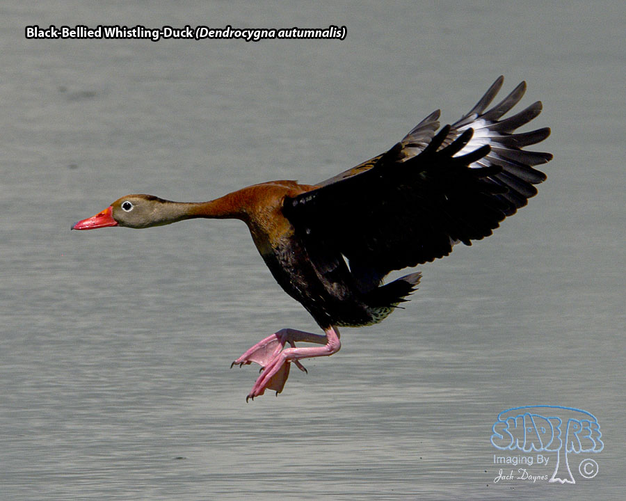 Black-Bellied Whistling-Duck - Dendrocygna autumnalis