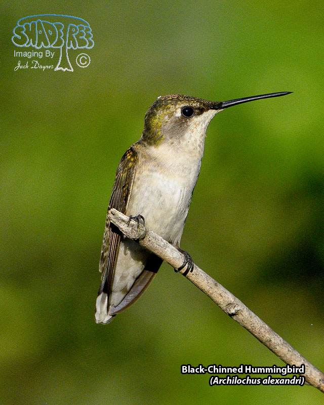 Black-Chinned Hummingbird - Archilochus alexandri