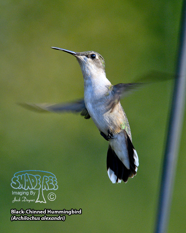 Black-Chinned Hummingbird - Archilochus alexandri