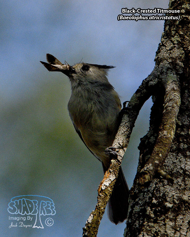 Black-Crested Titmouse - Baeolophus atricristatus