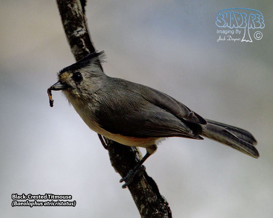 Black-Crested Titmouse - Baeolophus atricristatus
