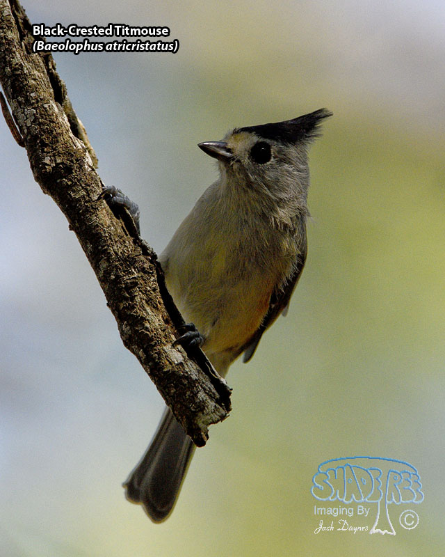 Black-Crested Titmouse - Baeolophus atricristatus