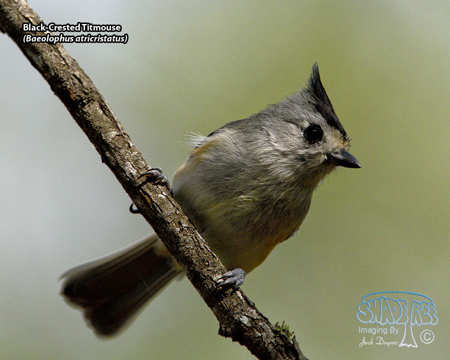 Black-Crested Titmouse - Baeolophus atricristatus