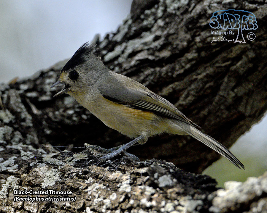 Black-Crested Titmouse - Baeolophus atricristatus