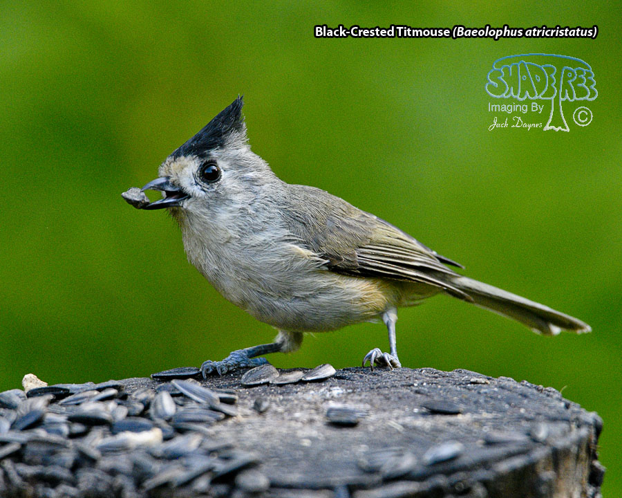Black-Crested Titmouse - Baeolophus atricristatus