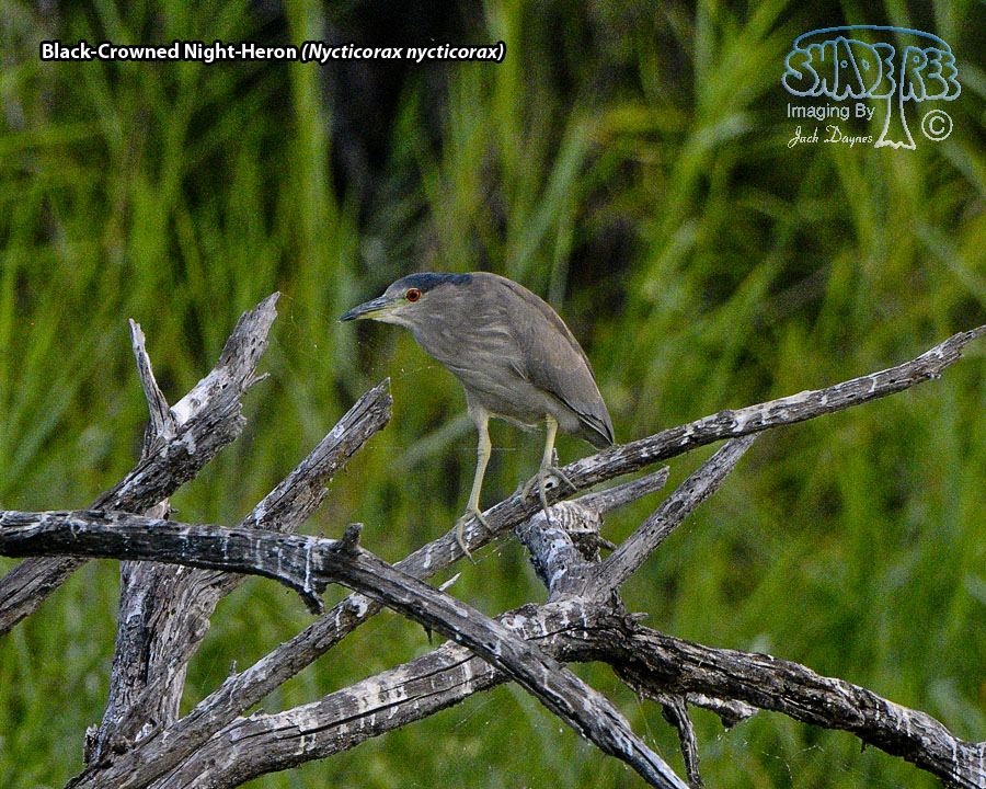 Black-Crowned Night-Heron - Nycticorax nycticorax
