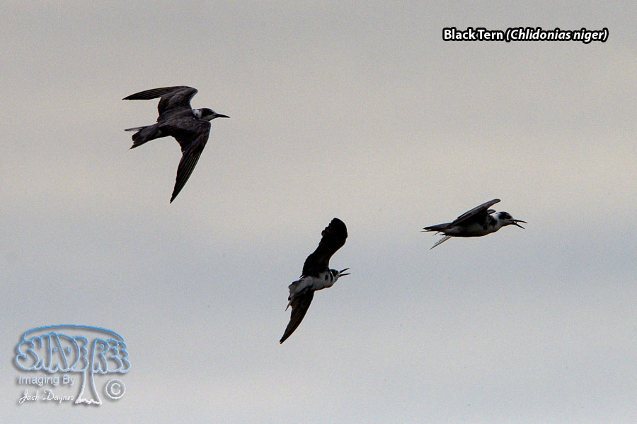 Black Tern - Chlidonias niger